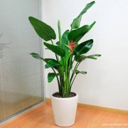 黄浦区绿植花卉租摆黄浦区花卉绿植租赁