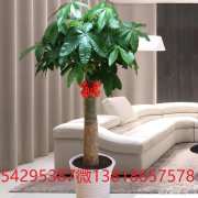 黄浦区绿植花卉租摆黄浦区花卉绿植租赁