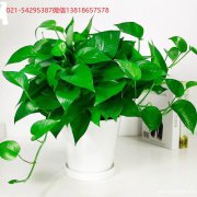 黄浦区绿植花卉租摆黄浦区花卉绿植租赁